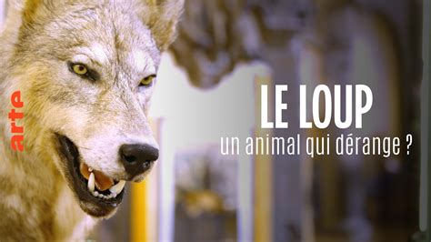 ARTE Regards Le loup, un animal qui dérange.